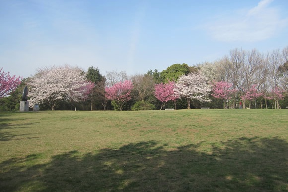 桜＠本牧山頂公園