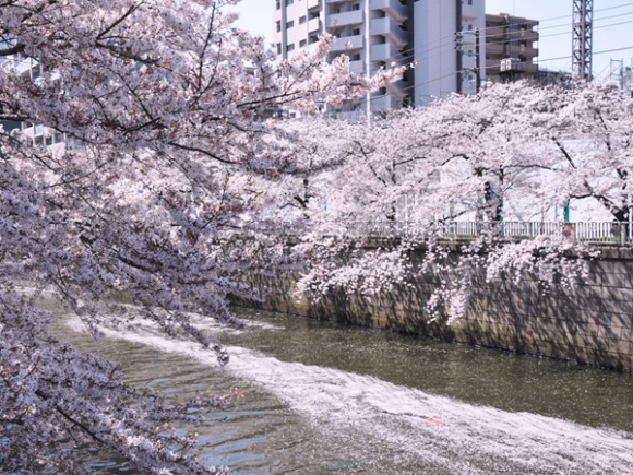 桜＠目黒川