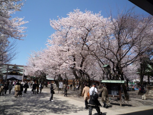 桜＠靖国神社